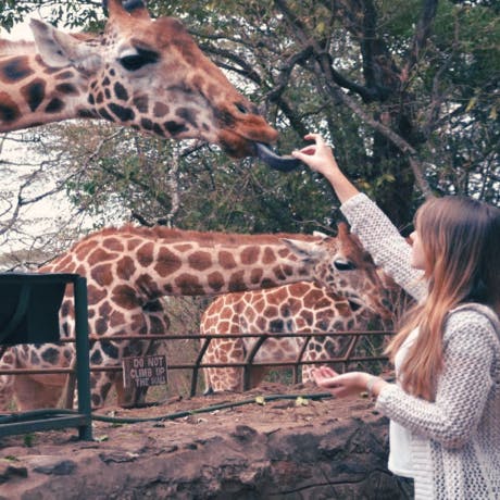 Giraffen hautnah erleben!
