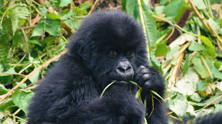 Jeune gorille dans le parc des Volcans au Rwanda