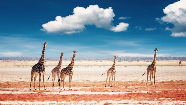 Troupeau de girafes dans le parc d'Etosha en Namibie
