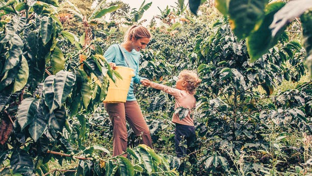 Recolecta de café en Colombia en familia