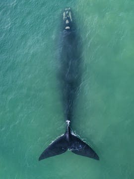 Observation des baleines à Hermanus, Afrique du sud