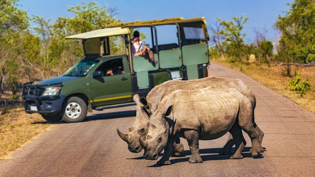 Couple de rhinocéros blancs dans le parc Kruger en Afrique du Sud