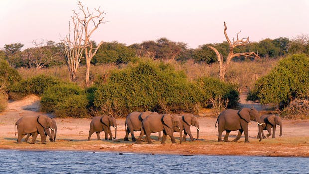 Troupeau d'éléphants au bord d'une rivière dans le parc Chobe au Botswana