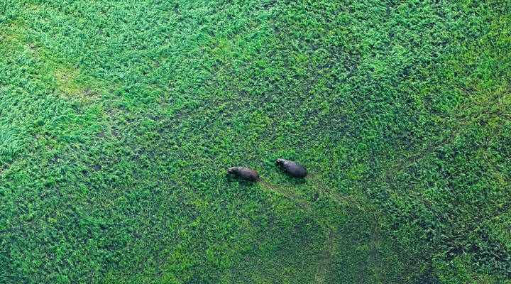 Flusspferde im Okavango-Delta