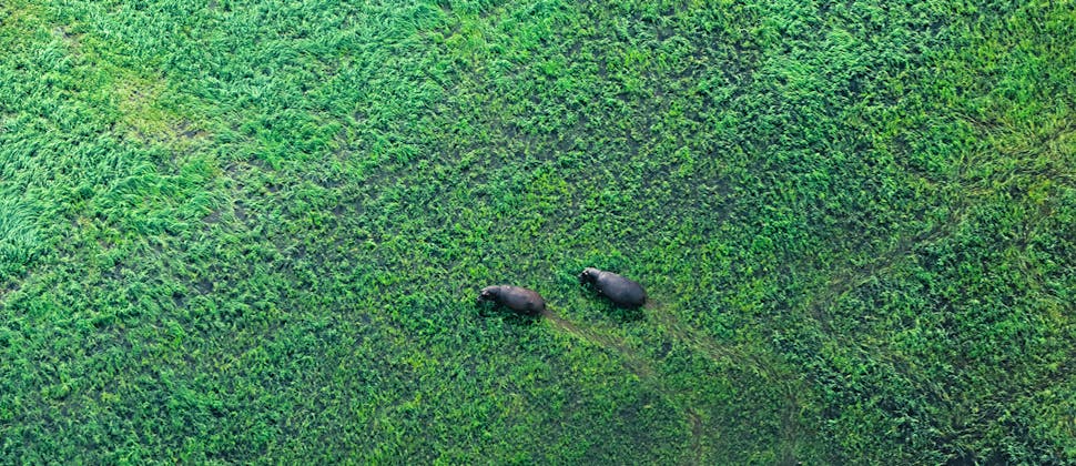 Flusspferde im Okavango-Delta