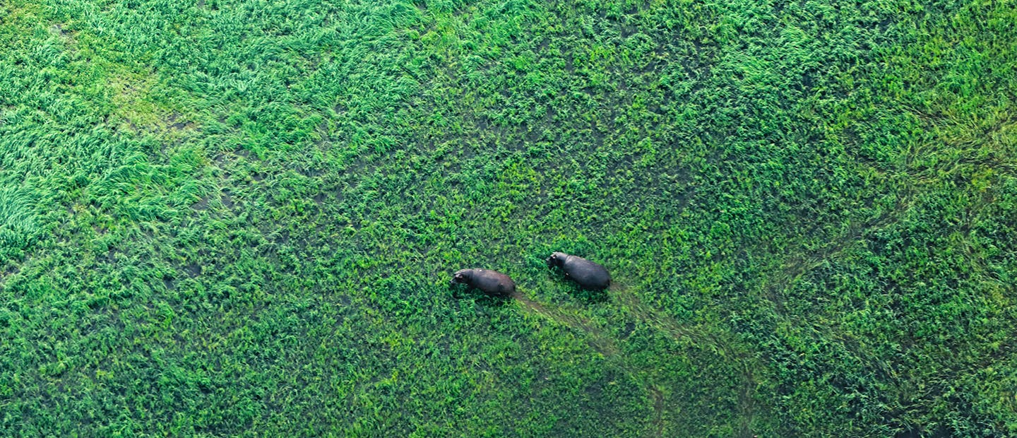 Flusspferde im Okavango-Delta