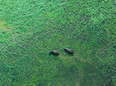Flusspferde im Okavango-Delta