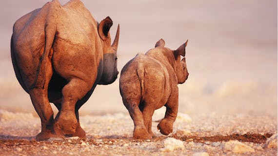Nashörner in Namibia