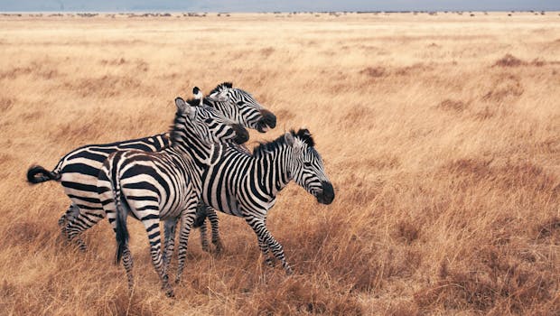 Zebras in Tanzania