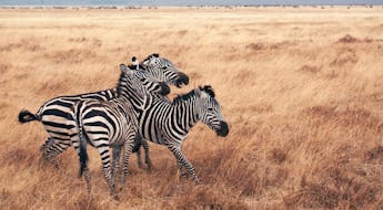 Zebras in Tanzania