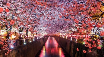 Top destination tendance : le Japon