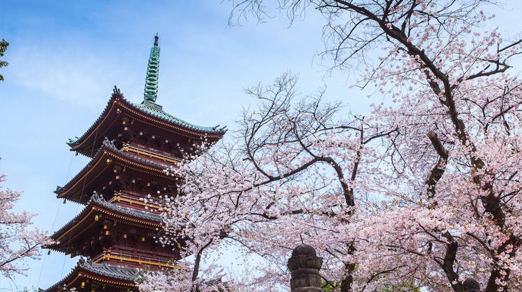 Les cerisiers en fleurs au parc Ueno à Tokyo