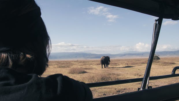 Femme observant un éléphant depuis un 4x4
