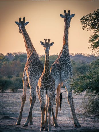 Groupe de girafes dans le parc Kruger, Afrique du sud