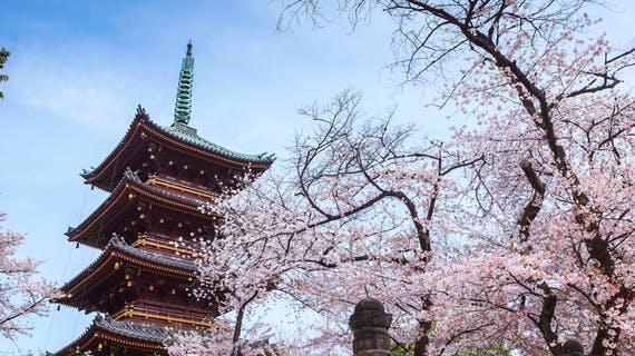Les cerisiers en fleurs au parc Ueno à Tokyo