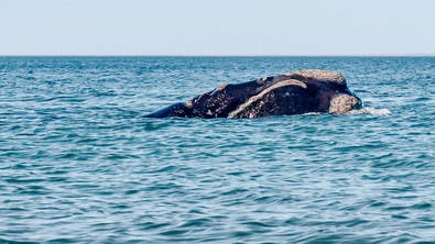 Ballena en la península de Valdés en Argentina