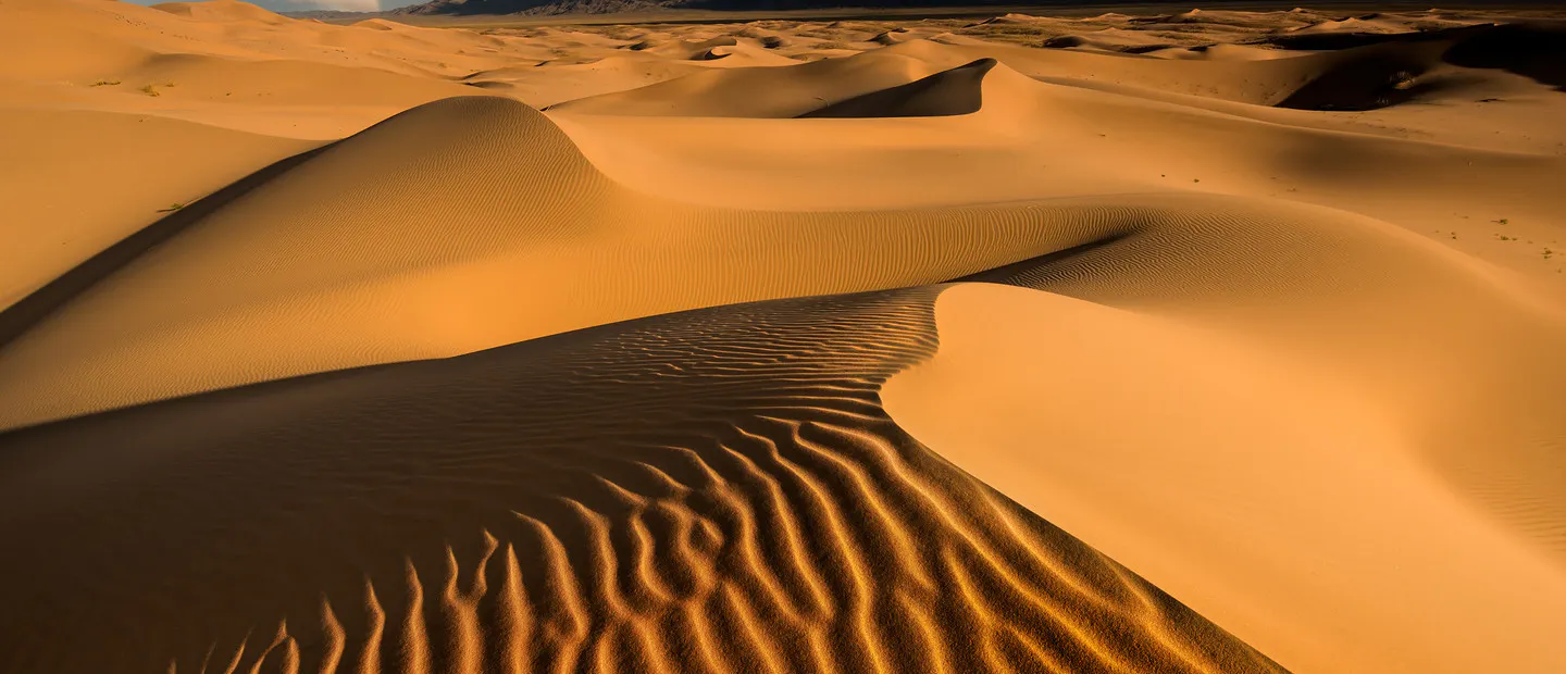 Gobi