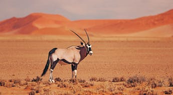Désert de Namibie et oryx