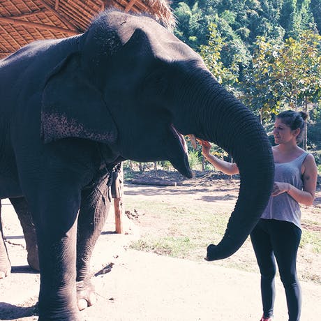 Besuch eines Elephantenprojekts