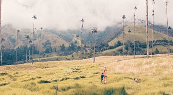 Palmeras de cera en el Valle de Cocora en Colombia