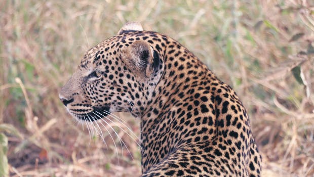 Léopard en Tanzanie