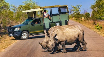 Couple de rhinocéros blancs dans le parc Kruger en Afrique du Sud
