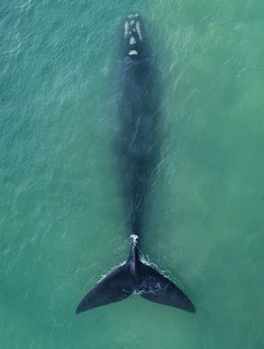 Observation des baleines à Hermanus, Afrique du sud