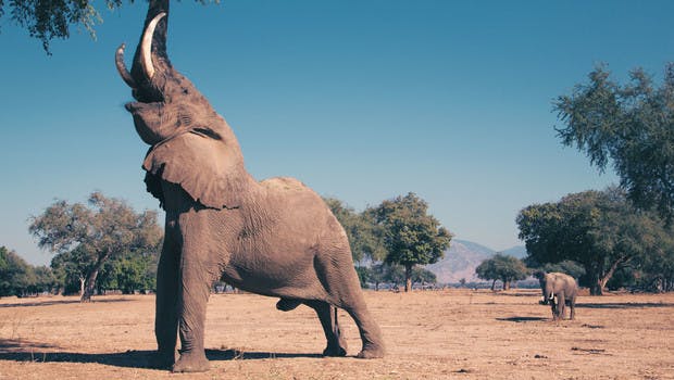 Éléphant attrapant des feuillages avec sa trompe dans le parc de Mana Pools au Zimbabwe