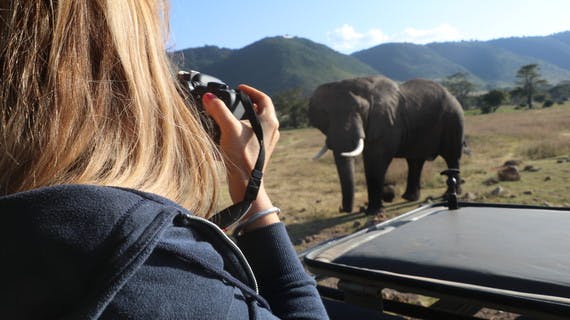 Femme photographiant un éléphant au cours d'un safari