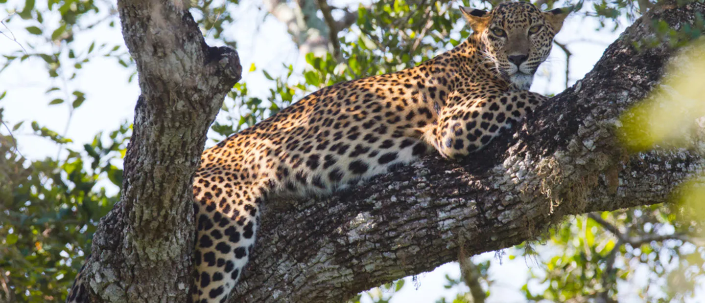 Sri Lanka Leopard