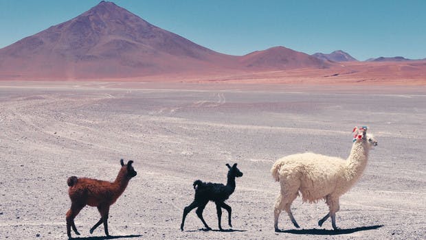 Llamas atravesando el altiplano boliviano