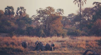 Eléphants Zambèze