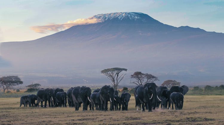 Troupeau d'éléphants dans le parc Amboseli avec le Kilimandjaro en arrière-plan