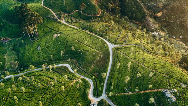 Piantagioni di tè in Sri Lanka