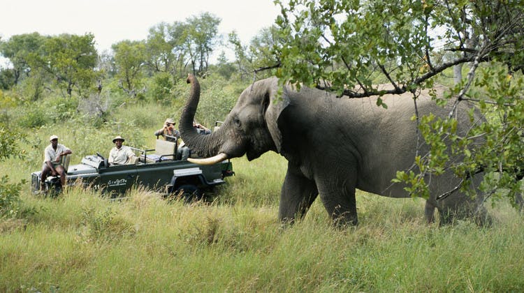 En safari avec un petit groupe de voyageurs en Afrique du Sud : un voyage idéal à vivre en automne