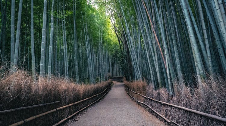 La forêt de bambous d’Arashiyama à Kyoto