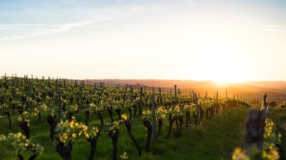 Sonnenuntergang auf einem südafrikanischen Weingut