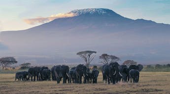 Troupeau d'éléphants dans le parc Amboseli avec le Kilimandjaro en arrière-plan