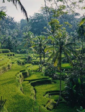 Rizières en terrasse et palmiers à Bali