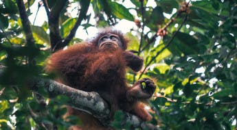 Orangután en Indonesia
