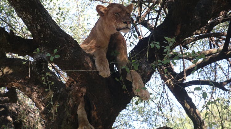 Lion perché dans un arbre en Ouganda