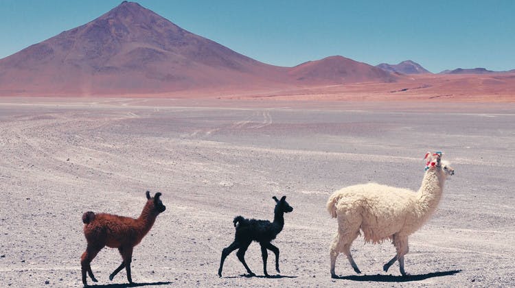 Llamas atravesando el altiplano boliviano