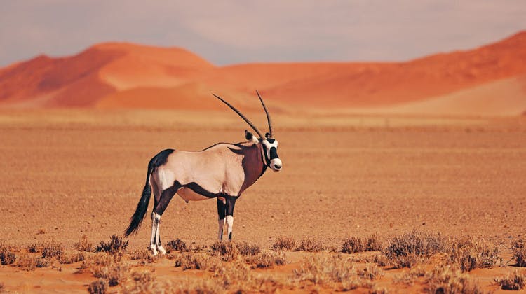 Désert de Namibie et oryx