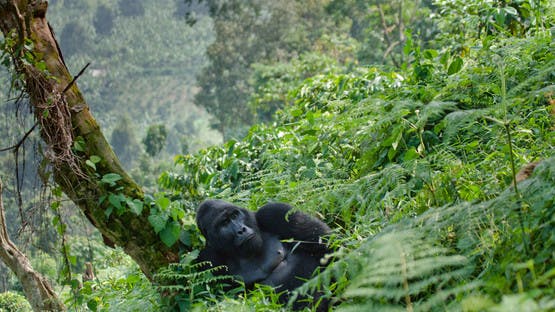 Observer les gorilles en Ouganda