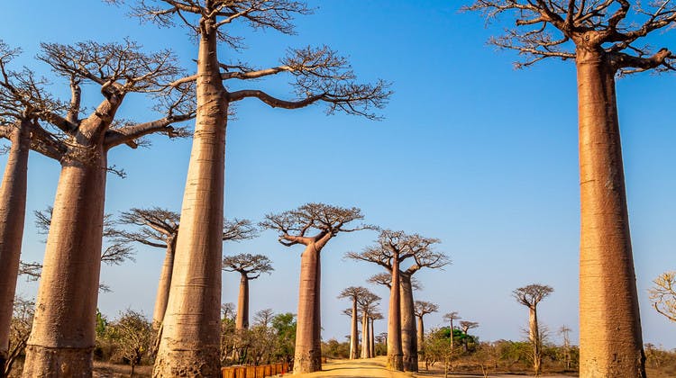 Baobabs de Madagascar