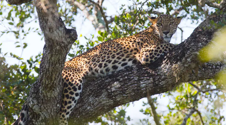 Sri Lanka Leopard