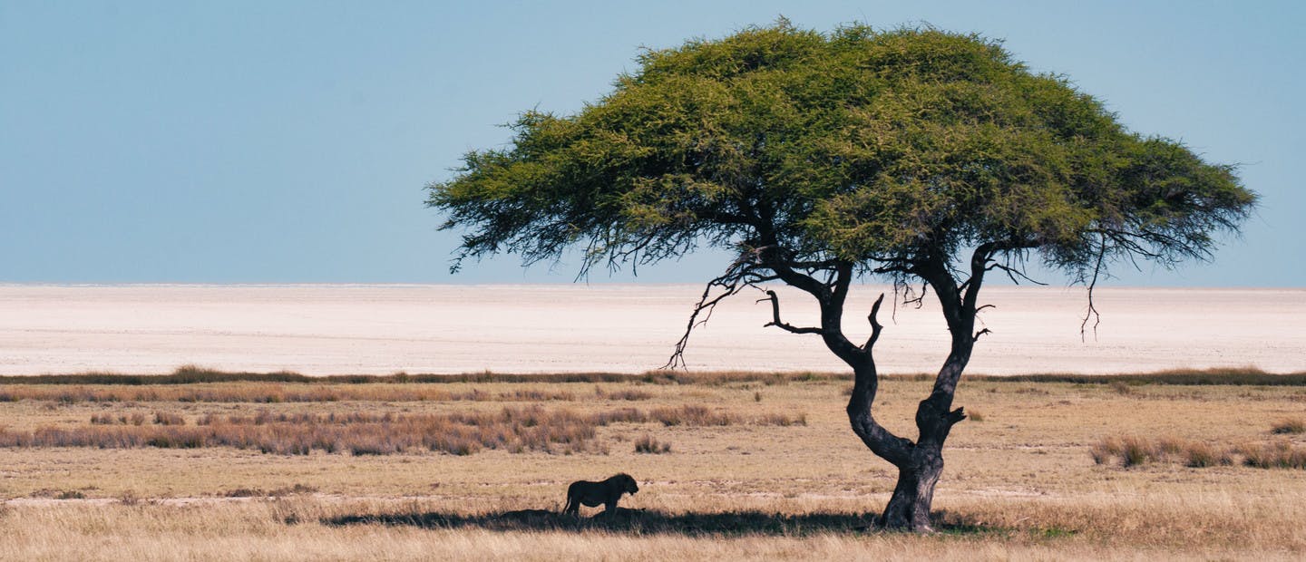 Un lion sous un arbre dans le parc d'Etosha en Namibie