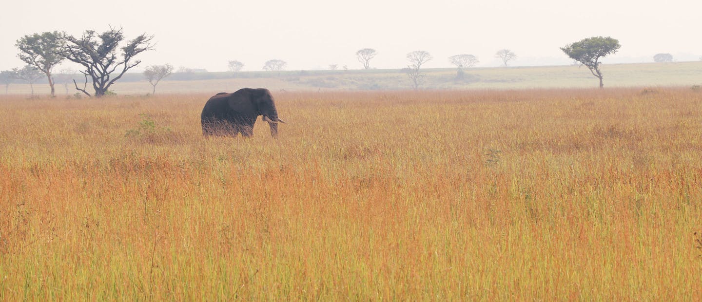 Éléphant dans la savane en Ouganda