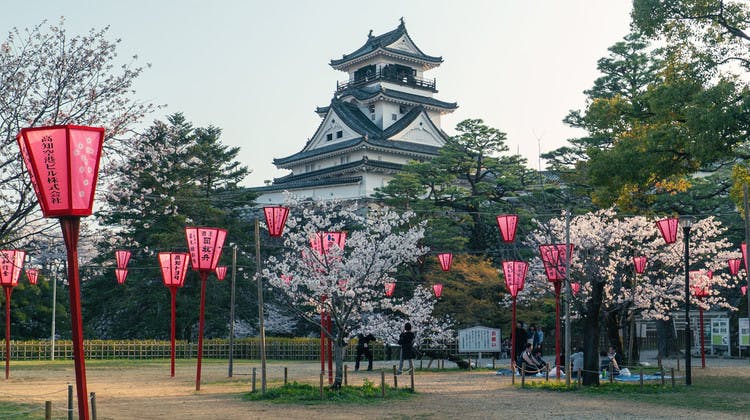 Cerisiers en fleurs et lanternes roses dans les jardins d'un château japonais
