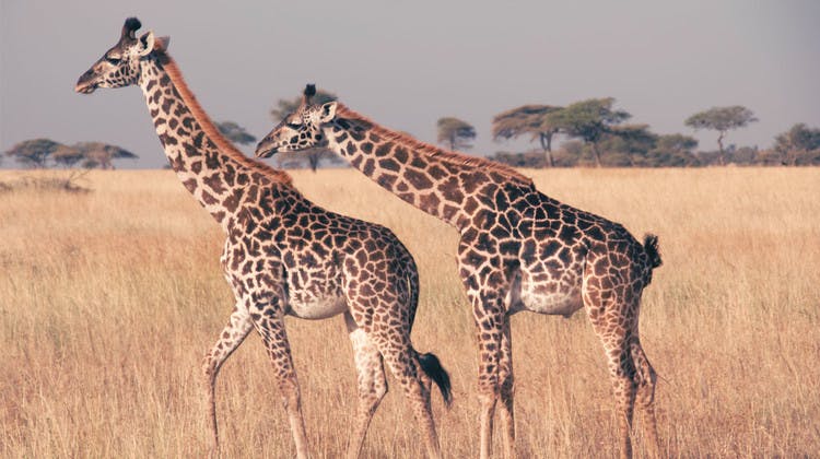 Girafe safari Tanzanie
